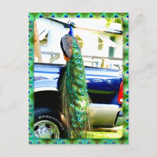 Peacock op een Briefkaart van de Bestelwagen (Voorkant)