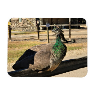 Peacock op een hek, Idaho Magneet