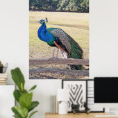 Peacock op een hek poster (Thuiskantoor)