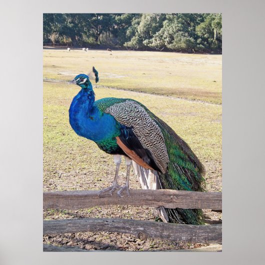 Peacock op een hek poster (Voorkant)