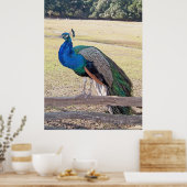 Peacock op een hek poster (Keuken)