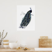Peacock op een tak - illustratie poster (Keuken)