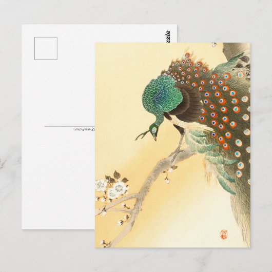 Peacock op kersenbloesem ++ Ohara Koson - Briefkaart (Voorkant / Achterkant)