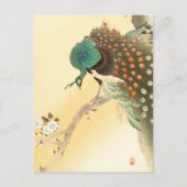 Peacock op kersenbloesem ++ Ohara Koson - Briefkaart (Voorkant)