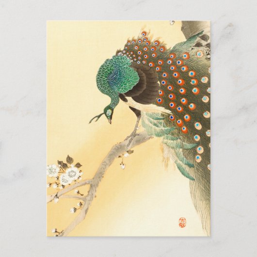 Peacock op kersenbloesem ++ Ohara Koson - Briefkaart (Voorkant)