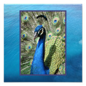 Peacock op oceaanachtergrond foto afdruk (Voorkant)