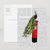 Peacock op postvak briefkaart (Voorkant / Achterkant)
