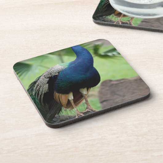 Peacock op rots bier onderzetter (Linkerzijde)