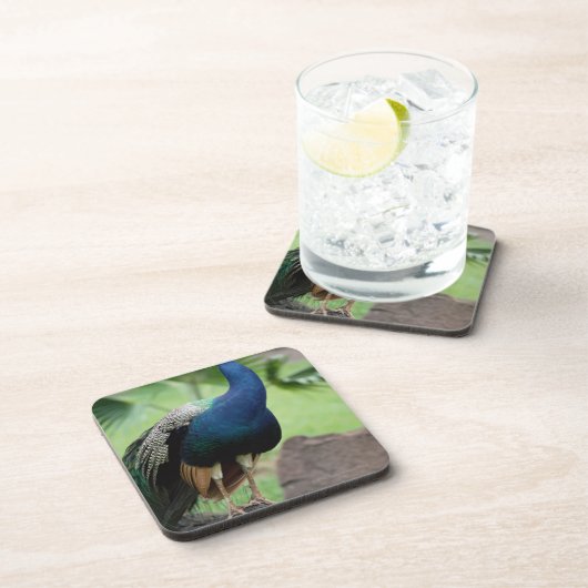 Peacock op rots bier onderzetter (Rechterzijde)