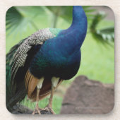 Peacock op rots bier onderzetter (Voorkant)