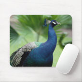 Peacock op rots muismat (Met muis)