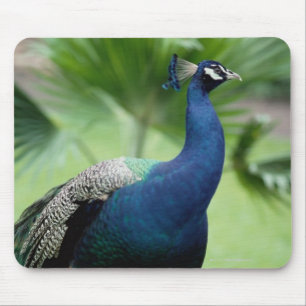 Peacock op rots muismat