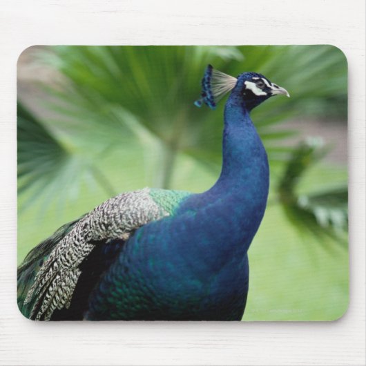 Peacock op rots muismat (Voorkant)