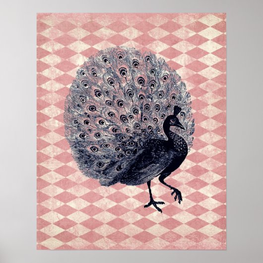  Peacock op Roze Argyle Poster (Voorkant)