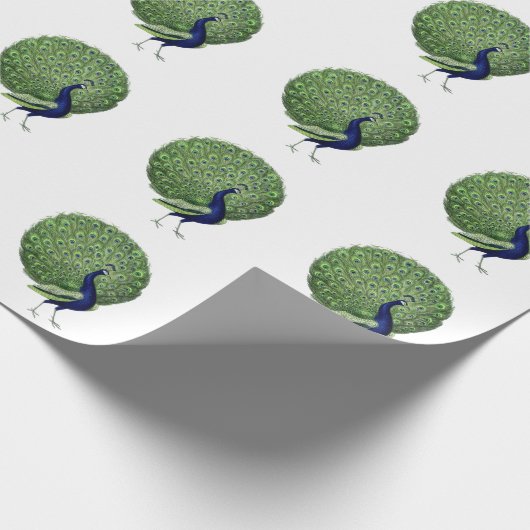 Peacock Open Fan Cadeaupapier (Hoek)