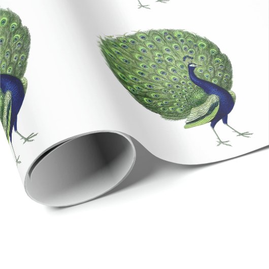 Peacock Open Fan Cadeaupapier (Rol Hoek)