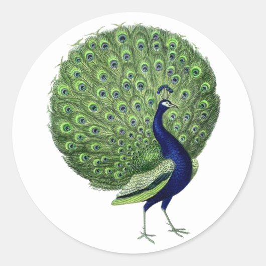 Peacock Open Fan Ronde Sticker (Voorkant)