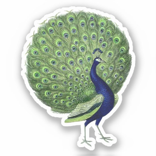 Peacock Open Fan Sticker (Voorkant)