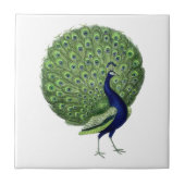  Peacock Open Fan Tegeltje (Voorkant)
