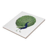  Peacock Open Fan Tegeltje (Zijkant)