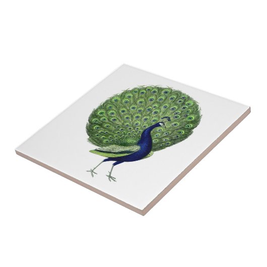  Peacock Open Fan Tegeltje (Zijkant)