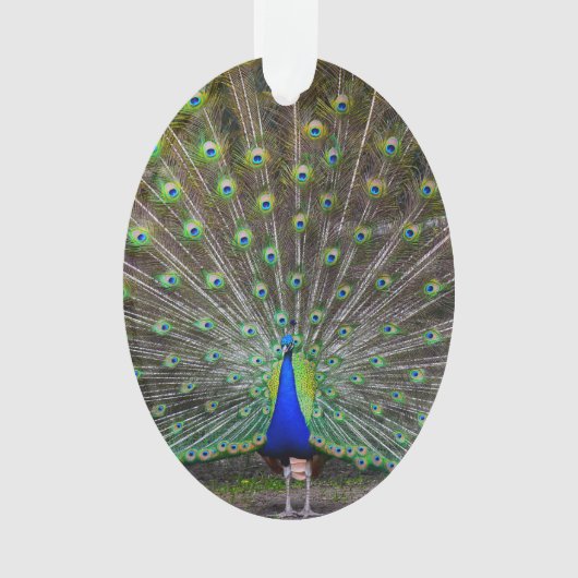 Peacock Ornament (voorkant)