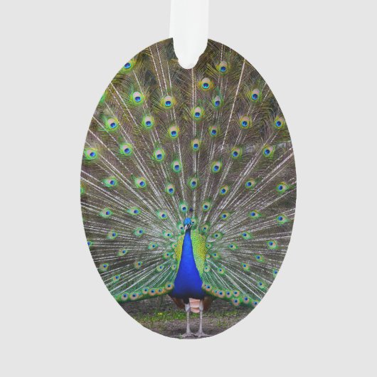 Peacock Ornament (achterkant)
