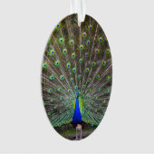 Peacock Ornament (voorkant)