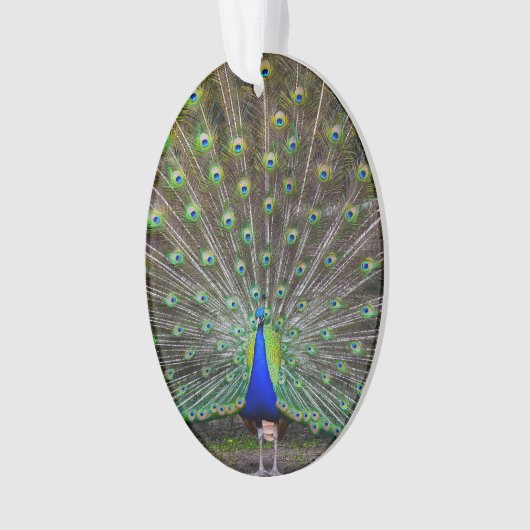 Peacock Ornament (voorkant)