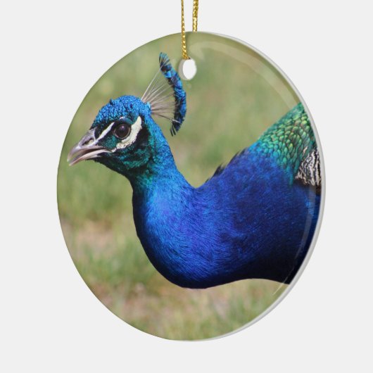 Peacock Ornament (Links)