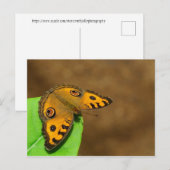Peacock Pansy Butterfly Briefkaart (Voorkant / Achterkant)