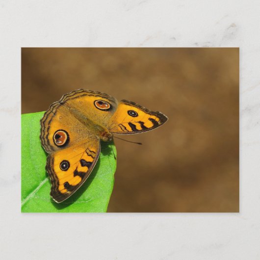 Peacock Pansy Butterfly Briefkaart (Voorkant)