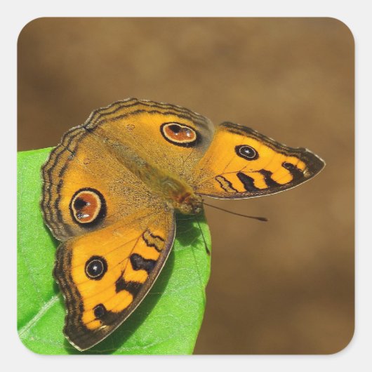 Peacock Pansy Butterfly Vierkante Sticker (Voorkant)