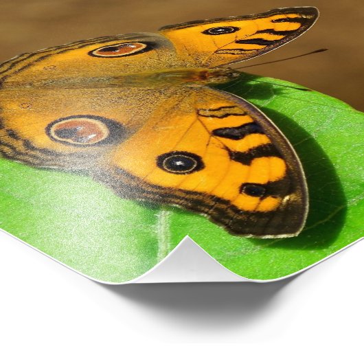 Peacock Pansy Foto Afdruk (Hoek)