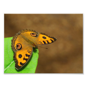 Peacock Pansy Foto Afdruk