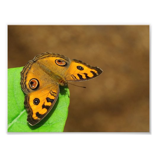 Peacock Pansy Foto Afdruk (Voorkant)