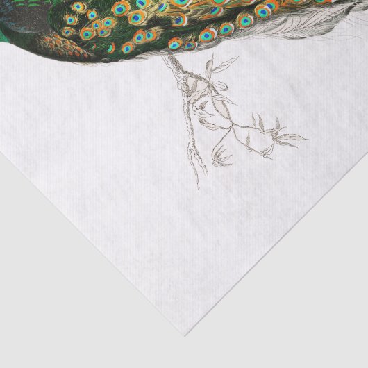  peacock-papier tissuepapier (Detail)