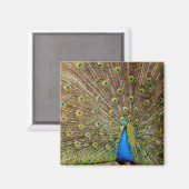 Peacock Pattern Peacock Artwork Painting Animal Ar Magneet (Voorkant / Achterkant)