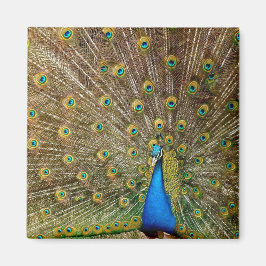 Peacock Pattern Peacock Artwork Painting Animal Ar Magneet