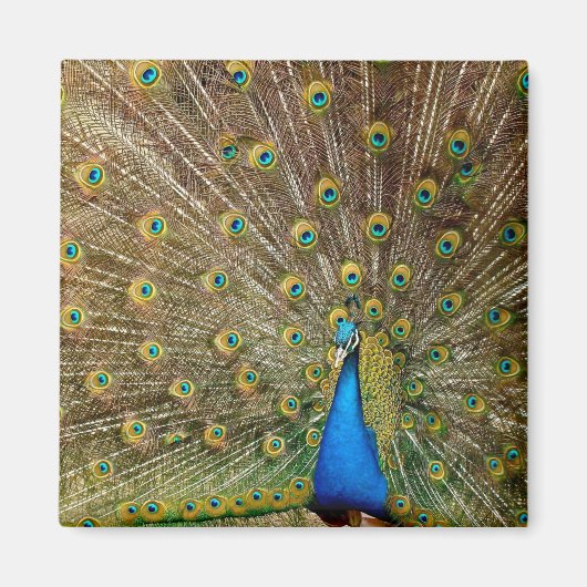 Peacock Pattern Peacock Artwork Painting Animal Ar Magneet (Voorkant)