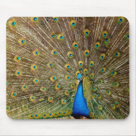 Peacock Pattern Peacock Artwork Painting Animal Ar Muismat