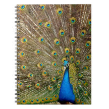 Peacock Pattern Peacock Artwork Painting Animal Ar