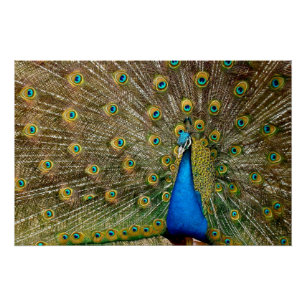 Peacock Pattern Peacock Artwork Painting Perfect Poster