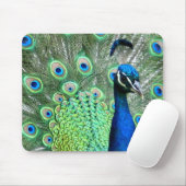 PEACOCK PEAFOWL FOTO MUISMAT (Met muis)