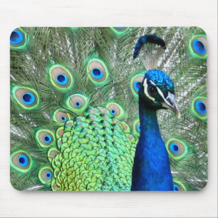 PEACOCK PEAFOWL FOTO MUISMAT