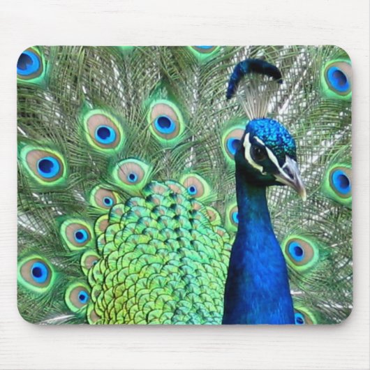 PEACOCK PEAFOWL FOTO MUISMAT (Voorkant)