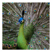 Peacock Perfect Poster (Voorkant)