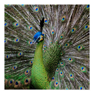 Peacock Perfect Poster