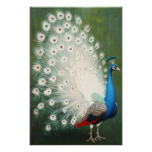 Peacock Perfect Poster (Voorkant)