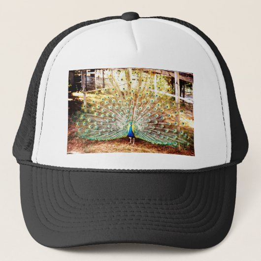 Peacock, Pet (Voorkant)